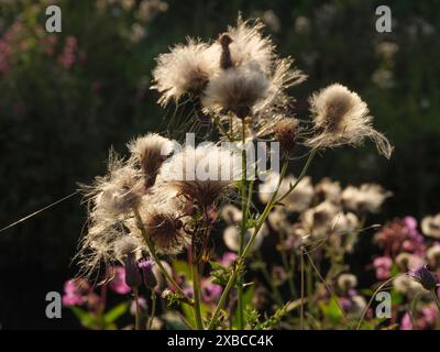 Primo piano delle infiorescenze di salice, dei loro semi che brillano alla luce del sole, Borken, Muensterland, Renania settentrionale-Vestfalia, Germania Foto Stock