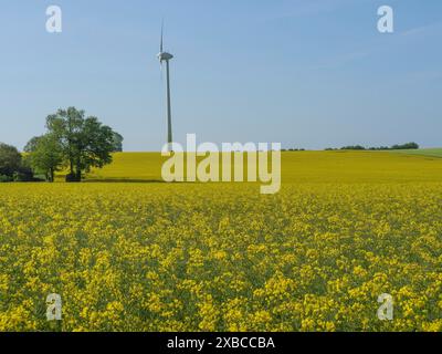 Una turbina eolica si erge sopra ampi campi fioriti gialli con un unico albero in primo piano, Billerbeck, Muensterland, Renania settentrionale-Vestfalia Foto Stock