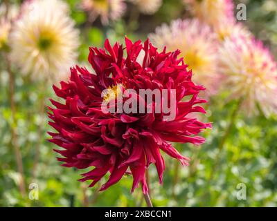 dahlia rossa singola sbocciano su sfondo verde sfocato, Legden, Muensterland, Renania settentrionale-Vestfalia, Germania Foto Stock