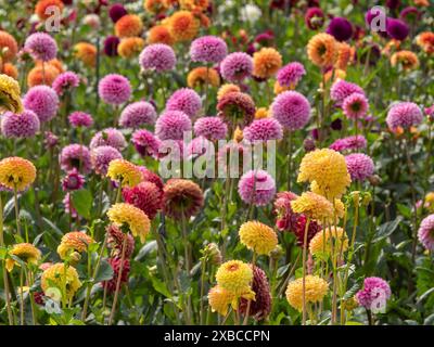 Un campo di fiori con una varietà di dalie colorate in rosa, viola, giallo e arancione, Legden, Muensterland, Renania settentrionale-Vestfalia, Germania Foto Stock