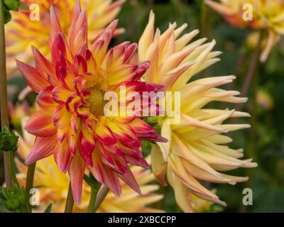 Due fiori di dahlia di colore giallo e rosso su sfondo verde, sfocato, Legden, Muensterland, Renania settentrionale-Vestfalia, Germania Foto Stock