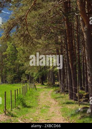 Un sentiero che conduce attraverso una foresta con alberi e recinzioni, Eidfjoerd, Norvegia, Scandinavia Foto Stock