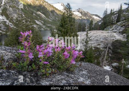 Penstemon newberryi o Mountain Pride, un fiore selvatico autoctono che fiorisce tra le montagne della natura selvaggia delle Trinity Alps in California. Foto Stock