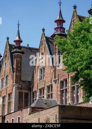 Grande edificio storico in mattoni con torri e molte finestre, vicino a un albero, Bruges, Fiandre, Belgio Foto Stock