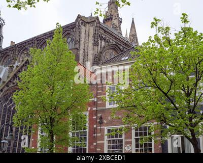 Alta cattedrale gotica circondata da case in mattoni e alberi verdi in primavera, Delft, Paesi Bassi, Paesi Bassi Foto Stock