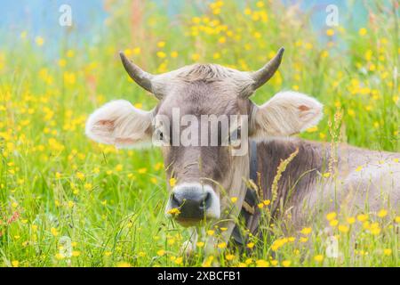 Allgaeu Brown Swiss, (Bos primigenius taurus), Allgaeu, Baviera, Germania Foto Stock