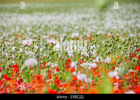 Papaver rhoeas e Papaver somniferum piantati insieme in campo nella repubblica Ceca Foto Stock