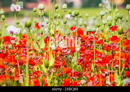 Papaver rhoeas e Papaver somniferum piantati insieme in campo nella repubblica Ceca Foto Stock