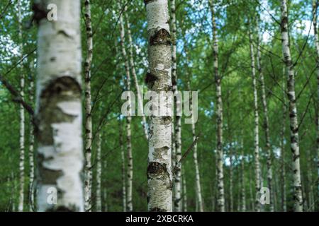 Una lussureggiante foresta di betulle in primavera, la luce del sole che filtra attraverso il verde, creando un ambiente tranquillo e sereno Foto Stock