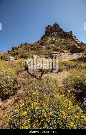 Fiori gialli comuni ma non meno belli di Encelia farinosa, brittlebush, che si illuminano sul lussureggiante deserto di Sonora al sole primaverile dell'Arizona (USA) Foto Stock
