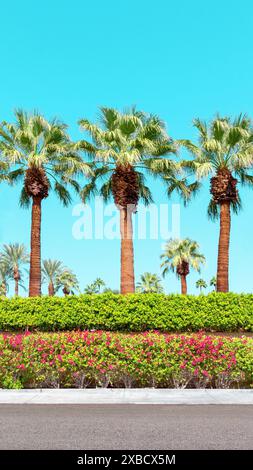Palme e bouganville a Palm Springs, California. Cielo blu con spazio di copia. Foto Stock