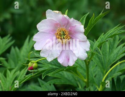 Peony, Paeonia veitchii, Paeoniaceae. Cina occidentale. Foto Stock