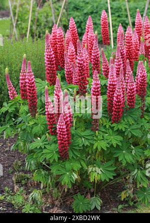 Varietà coltivata a rosso del Lupine a foglia grande, del Lupine a foglia grande, del Lupine a foglia grande, del Lupine a foglia multipla, del Lupine a cipode blu o del Lupin da giardino, Fabaceae. Nord America. Foto Stock