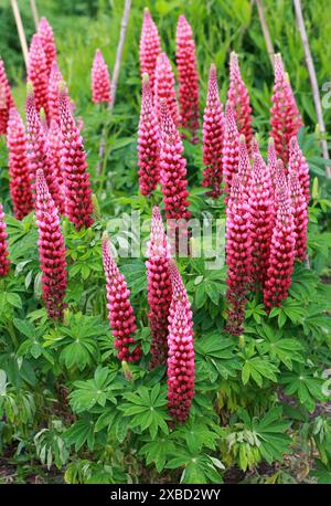 Varietà coltivata a rosso del Lupine a foglia grande, del Lupine a foglia grande, del Lupine a foglia grande, del Lupine a foglia multipla, del Lupine a cipode blu o del Lupin da giardino, Fabaceae. Nord America. Foto Stock