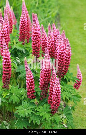 Varietà coltivata a rosso del Lupine a foglia grande, del Lupine a foglia grande, del Lupine a foglia grande, del Lupine a foglia multipla, del Lupine a cipode blu o del Lupin da giardino, Fabaceae. Nord America. Foto Stock