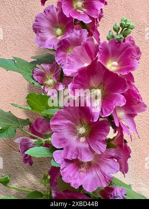 Un hollyhock comune fiorisce a tarda primavera a Philadelphia. Foto Stock
