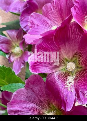 Un hollyhock comune fiorisce a tarda primavera a Philadelphia. Foto Stock