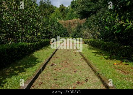 Giardino botanico Terra nostra a Furnas, isola di Sao Miguel, Azzorre, Portogallo Foto Stock