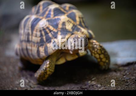 Tartaruga Stella birmana (Geochelone platynota) Foto Stock