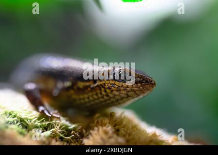 Bronzo erba Skink o Mabuya (Eutropis macularia) Foto Stock