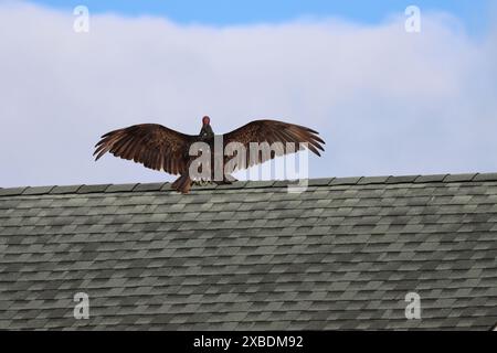 Un avvoltoio di tacchino sul tetto con le sue ali sparse Foto Stock