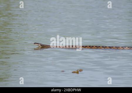 Watersnake con dorso di diamante, rombifer di Nerodia, nuoto Foto Stock