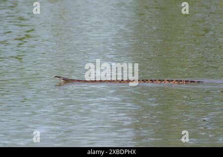 Watersnake con dorso di diamante, rombifer di Nerodia, nuoto Foto Stock