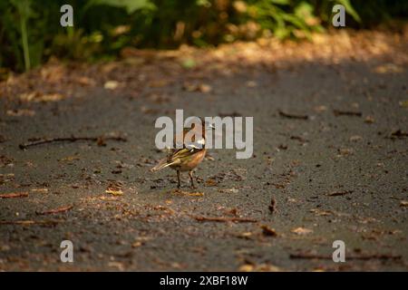 Lo chaffinch comune, Fringilla coelebs, si trova a terra in primavera. Splendido uccello della foresta, zafferano nella fauna selvatica. Foto Stock