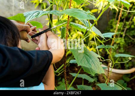 Madre che insegna al suo curioso bambino come raccogliere cetrioli maturi. Concetto di famiglia autosufficiente che raccoglie prodotti freschi nella propria azienda agricola. Foto Stock