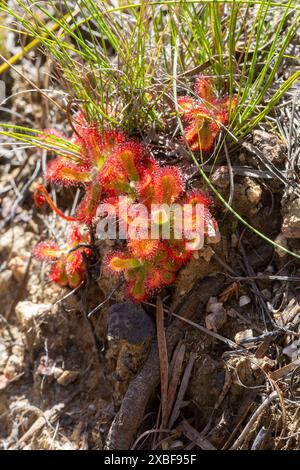 Drosera esterhuyseniae (una pianta carnivora) nell'habitat naturale vicino a Hermanus, nel Capo Occidentale del Sudafrica Foto Stock