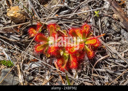 Drosera esterhuyseniae (una pianta carnivora) nell'habitat naturale vicino a Hermanus, nel Capo Occidentale del Sudafrica Foto Stock