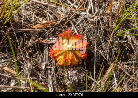 Drosera esterhuyseniae (una pianta carnivora) nell'habitat naturale vicino a Hermanus, nel Capo Occidentale del Sudafrica Foto Stock