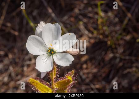 Fiore bianco di Drosera cistiflora, preso vicino a Hermanus in Sud Africa Foto Stock