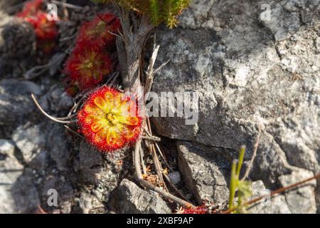 Piante carnivore: Drosera xerophila presa nei pressi di Hermanus, nel Capo occidentale del Sudafrica Foto Stock