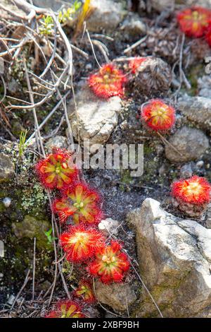 Piante carnivore: Drosera xerophila presa nei pressi di Hermanus, nel Capo occidentale del Sudafrica Foto Stock