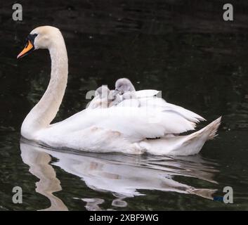 Cygnets che fanno un giro sulla schiena della madre Foto Stock