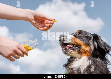 Un'immagine ravvicinata delle mani che regalano un regalo a un cane all'aperto in una giornata di sole con cieli azzurri e nuvole soffici Foto Stock