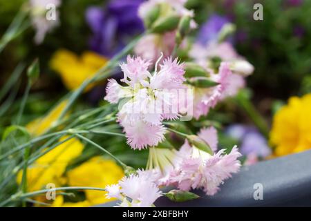 Una collezione di deliziosi fiori rosa e bianchi accompagnati da quelli gialli in lontananza, con varie parole chiave come fiore, pianta, petalo e mo Foto Stock