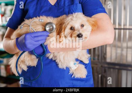 veterinario che tiene un cane e uno stetoskop in una clinica veterinaria, cura di animali malati, clinica veterinaria professionale Foto Stock