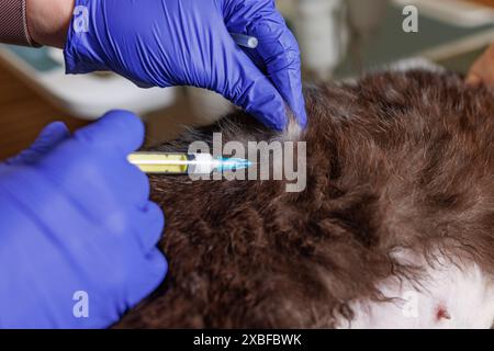 veterinario medico dà un'iniezione a un gatto animale, veterinario amministra l'anestesia all'animale, trattamento animale domestico prima dell'intervento chirurgico Foto Stock