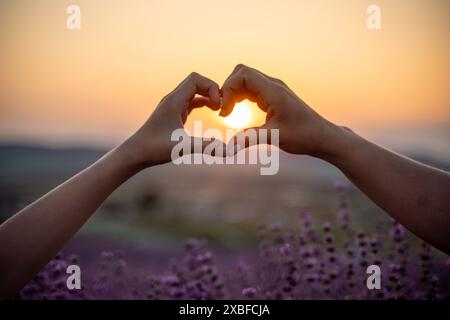 Due mani a forma di cuore davanti a un campo viola. Il sole tramonta sullo sfondo, creando un'atmosfera calda e romantica Foto Stock