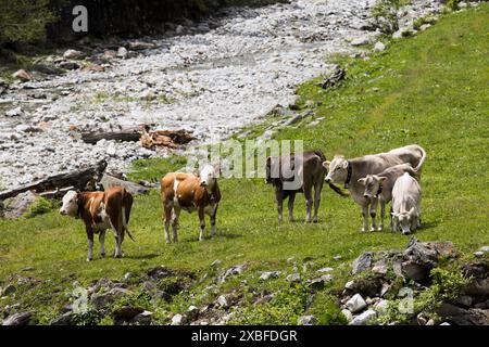 Un gruppo di mucche su un pascolo alpino, Schlegeis, Zillertal, Austria. Sei mucche in piedi su erba verde nelle alpi, pietre sullo sfondo. Foto Stock