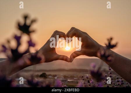 Due mani a forma di cuore davanti a un campo viola. Il sole tramonta sullo sfondo, creando un'atmosfera calda e romantica Foto Stock