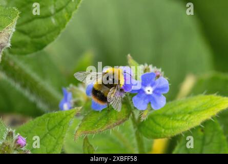 Il Bumble-Bee, che si annida precocemente, è un piccolo calabrone diffuso e spesso visto visitare i fiori del giardino. Le regine cercano attivamente il nido all'inizio della primavera Foto Stock