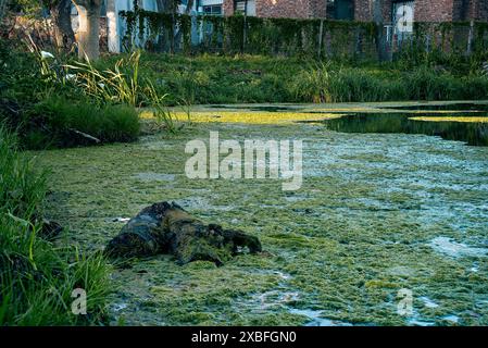 Accedere ai fanghi. Mount Pleasant, Gqeberha, Sudafrica. Foto Stock