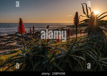 Pollok Beach, Gqeberha, Sudafrica. Foto Stock