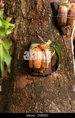 utilizzo di guscio e guscio di cocco e fissaggio con filo per la coltivazione di orchidee e suggerimenti per il giardinaggio Foto Stock