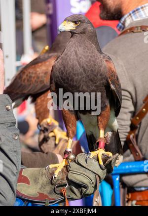 Ritratto di una bellissima Aquila Harris sul pugno di un falconiere Foto Stock