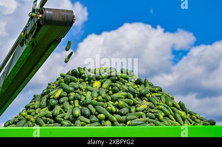 12 giugno 2024, Brandeburgo, Lübben: I cetrioli sottaceto vengono raccolti in un campo a Spreewaldhof Niewitz all’inizio della raccolta dei cetrioli nello Spreewald. Lo stesso giorno, la raccolta del famoso cetriolo di Spreewald iniziò ufficialmente nella regione di Spreewald. Nonostante le grandi sfide di quest'anno, i coltivatori iniziano il raccolto in tempo. Con 512 ettari di terreno coltivato, la superficie della superficie rimane la stessa degli anni precedenti, secondo lo Spreewaldverein e.V. nella Spreewald, vi sono in totale 8 coltivatori e 7 impianti di trasformazione per la produzione di cetriolini. Foto Stock