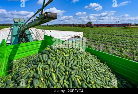 12 giugno 2024, Brandeburgo, Lübben: Un cosiddetto piano cetriolo, sul quale giacciono gli aiutanti dell'anatra e raccolgono cetrioli sottaceto, è in uso in un campo a Spreewaldhof Niewitz. Lo stesso giorno, la raccolta del famoso cetriolo di Spreewald iniziò ufficialmente nella regione di Spreewald. Nonostante le grandi sfide di quest'anno, i coltivatori iniziano il raccolto in tempo. Con 512 ettari coltivati, le dimensioni della superficie rimangono le stesse degli anni precedenti, secondo lo Spreewaldverein e.V. nella Spreewald, vi sono in totale 8 coltivatori e 7 impianti di trasformazione per la produzione Foto Stock